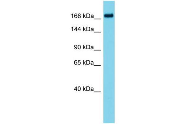ATAD2B antibody  (N-Term)