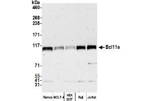 Western Blotting (WB) image for anti-B-Cell CLL/lymphoma 11A (Zinc Finger Protein) (BCL11A) (C-Term) antibody (ABIN7449871)