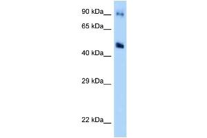 WB Suggested Anti-GDA Antibody Titration: 1. (GDA antibody  (Middle Region))