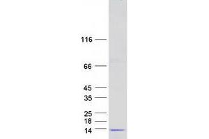 GNG5 Protein (Myc-DYKDDDDK Tag)