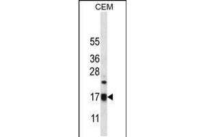 Western blot analysis in CEM cell line lysates (35ug/lane). (MRPS12 antibody  (AA 28-59))