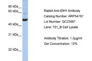 Western Blotting (WB) image for anti-Isocitrate Dehydrogenase 1 (NADP+), Soluble (IDH1) (C-Term) antibody (ABIN406430) (IDH1 antibody  (C-Term))