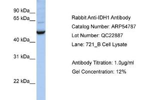 Western Blotting (WB) image for anti-Isocitrate Dehydrogenase 1 (NADP+), Soluble (IDH1) (C-Term) antibody (ABIN2785882)