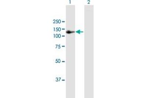 Western Blot analysis of AMOTL1 expression in transfected 293T cell line by AMOTL1 MaxPab polyclonal antibody. (AMOTL1 antibody  (AA 1-956))