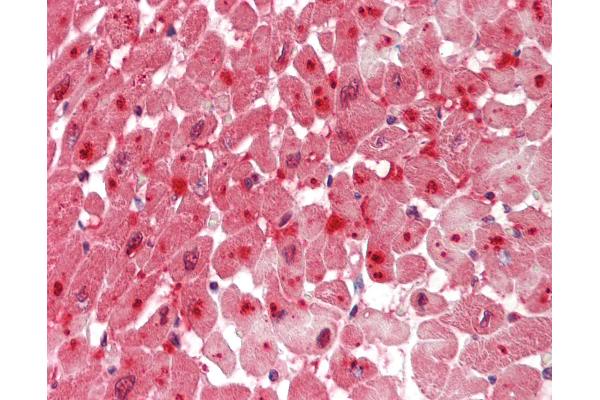 G6PC3 antibody  (AA 86-135)