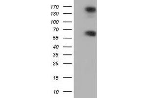 Western Blotting (WB) image for anti-Butyrophilin, Subfamily 1, Member A1 (BTN1A1) antibody (ABIN1496993) (BTN1A1 antibody)