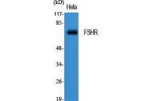 Western Blot (WB) analysis of specific cells using FSHR Polyclonal Antibody. (FSHR antibody  (Internal Region))