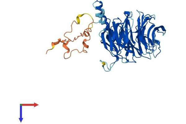 DDB2 Protein (AA 1-427) (His tag)