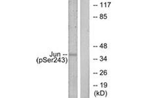 Western Blotting (WB) image for anti-Jun Proto-Oncogene (JUN) (pSer243) antibody (ABIN2888453) (C-JUN antibody  (pSer243))