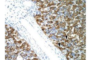 Image no. 1 for anti-Nuclear Transcription Factor Y, alpha (NFYA) (C-Term) antibody (ABIN6735785) (NFYA antibody  (C-Term))