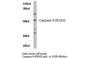 Western blot (WB) analysis of Caspase 9 antibody in extracts from hela cells. (Caspase 9 antibody)