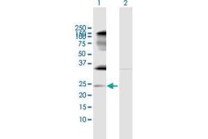 Western Blot analysis of IL32 expression in transfected 293T cell line by IL32 MaxPab polyclonal antibody. (IL32 antibody  (AA 1-188))