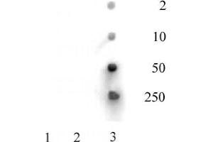 Histone H3 acetyl Lys36 antibody tested by dot blot analysis.