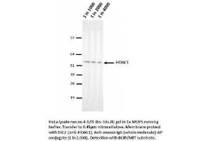 Image no. 1 for anti-Histone Deacetylase 1 (HDAC1) (AA 467-482) antibody (ABIN1042601) (HDAC1 antibody  (AA 467-482))