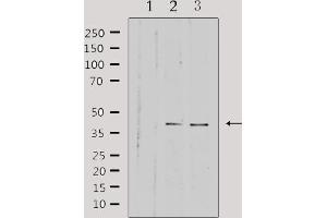 Western blot analysis of extracts from various samples, using HSD3B7 Antibody. (HSD3B7 antibody  (Internal Region))