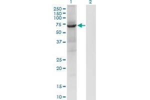 Western Blot analysis of PTPN9 expression in transfected 293T cell line by PTPN9 monoclonal antibody (M04), clone 2F12. (PTPN9 antibody  (AA 1-100))