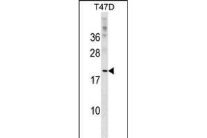 CLEC4D Antibody (Center) (ABIN1537804 and ABIN2849117) western blot analysis in T47D cell line lysates (35 μg/lane). (CLEC4D antibody  (AA 126-153))