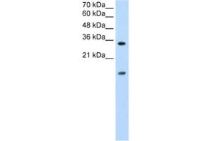 Western Blotting (WB) image for anti-Heterogeneous Nuclear Ribonucleoprotein U-Like 1 (HNRNPUL1) antibody (ABIN2462335) (HNRNPUL1 antibody)