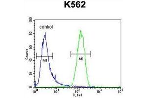 Flow cytometric analysis of K562 cells using GAGE13 Antibody (N-term) Cat. (G Antigen 13 antibody  (N-Term))