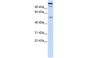WB Suggested Anti-UHRF2 Antibody Titration:  0. (UHRF2 antibody  (Middle Region))