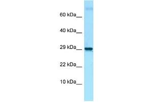 Host: Rabbit Target Name: Lmo2 Antibody Dilution: 1. (LMO2 antibody  (C-Term))