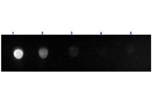 Dot Blot results of Goat F(ab')2 Anti-Rat IgG Antibody Fluorescein Conjugated.