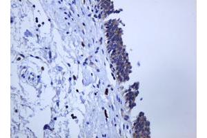Image no. 1 for anti-Protocadherin 7 (PCDH7) antibody (ABIN1500048) (PCDH7 antibody)