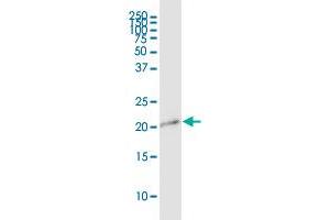 APITD1 MaxPab polyclonal antibody. (APITD1 antibody  (AA 1-138))