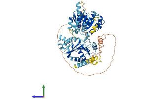 AlphaFold protein structure predicition of Human Recombinant DDX52 Protein, UniprotID Q9Y2R4 (DDX52 Protein (AA 1-599) (His tag))