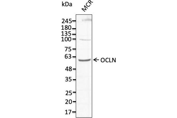 Occludin antibody  (C-Term)