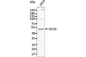 Western Blotting (WB) image for anti-Occludin (OCLN) (C-Term) antibody (ABIN7273069) (Occludin antibody  (C-Term))