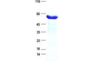 Validation with Western Blot (A2BP1 Protein (His tag))