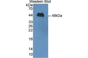 Figure. (PI16 antibody  (AA 28-442))