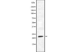 FGF20 antibody  (Internal Region)