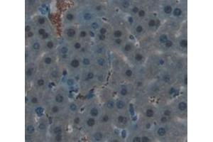 IHC-P analysis of Kidney tissue, with DAB staining. (HIST2H3A antibody  (AA 1-136))