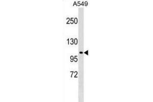 Western Blotting (WB) image for anti-HECT Domain Containing 3 (HECTD3) antibody (ABIN2999468)