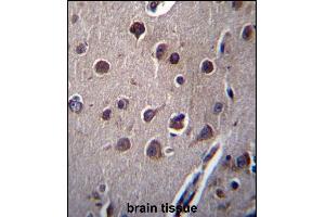 KCTD10 Antibody (C-term) (ABIN657313 and ABIN2846392) immunohistochemistry analysis in formalin fixed and paraffin embedded human brain tissue followed by peroxidase conjugation of the secondary antibody and DAB staining. (KCTD10 antibody  (C-Term))