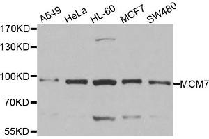 Western blot analysis of extracts of various cell lines, using MCM7 antibody. (MCM7 antibody)