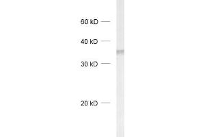 DNAJC5 antibody  (C-Term)