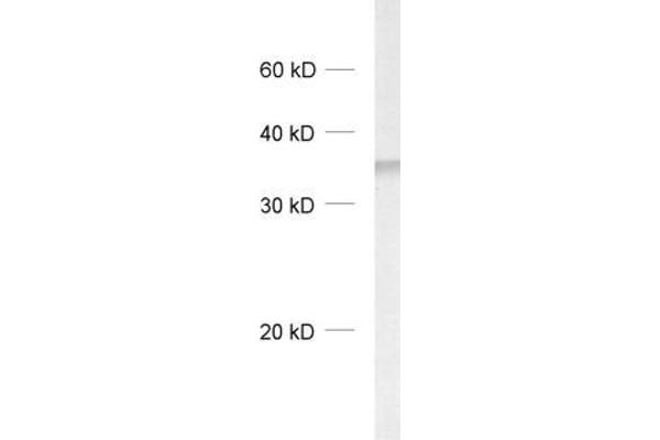 DNAJC5 antibody  (C-Term)