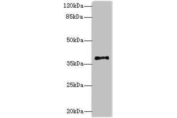 PLCXD1 antibody  (AA 1-323)