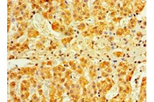 Immunohistochemistry of paraffin-embedded human adrenal gland tissue using ABIN7156569 at dilution of 1:100 (IFNA4 antibody  (AA 24-189))