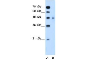 SLC17A4 antibody  (Middle Region)