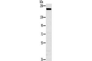 Western Blotting (WB) image for anti-Nuclear Receptor Coactivator 3 (NCOA3) antibody (ABIN2430504) (NCOA3 antibody)