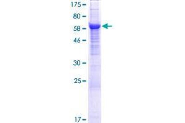 APMAP Protein (AA 1-416) (GST tag)