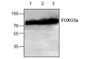 Image no. 1 for anti-Forkhead Box O3 (FOXO3) (C-Term) antibody (ABIN127307) (FOXO3 antibody  (C-Term))