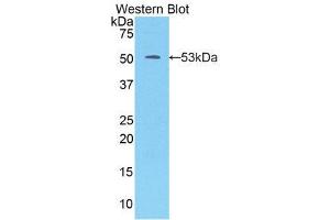 Western Blotting (WB) image for anti-Kallikrein 7 (KLK7) (AA 23-253) antibody (ABIN3205845) (Kallikrein 7 antibody  (AA 23-253))