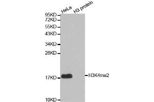 Western blot analysis of extracts of various cell lines, using DiMethyl-Histone H3-K4 antibody. (Histone 3 antibody  (H3K4me))