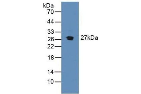 SDF4 Antikörper  (AA 184-382)
