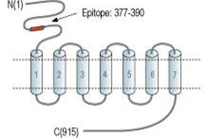 anti-Glutamate Receptor, Metabotropic 7 (GRM7) (AA 377-390), (Extracellular), (N-Term) antibody